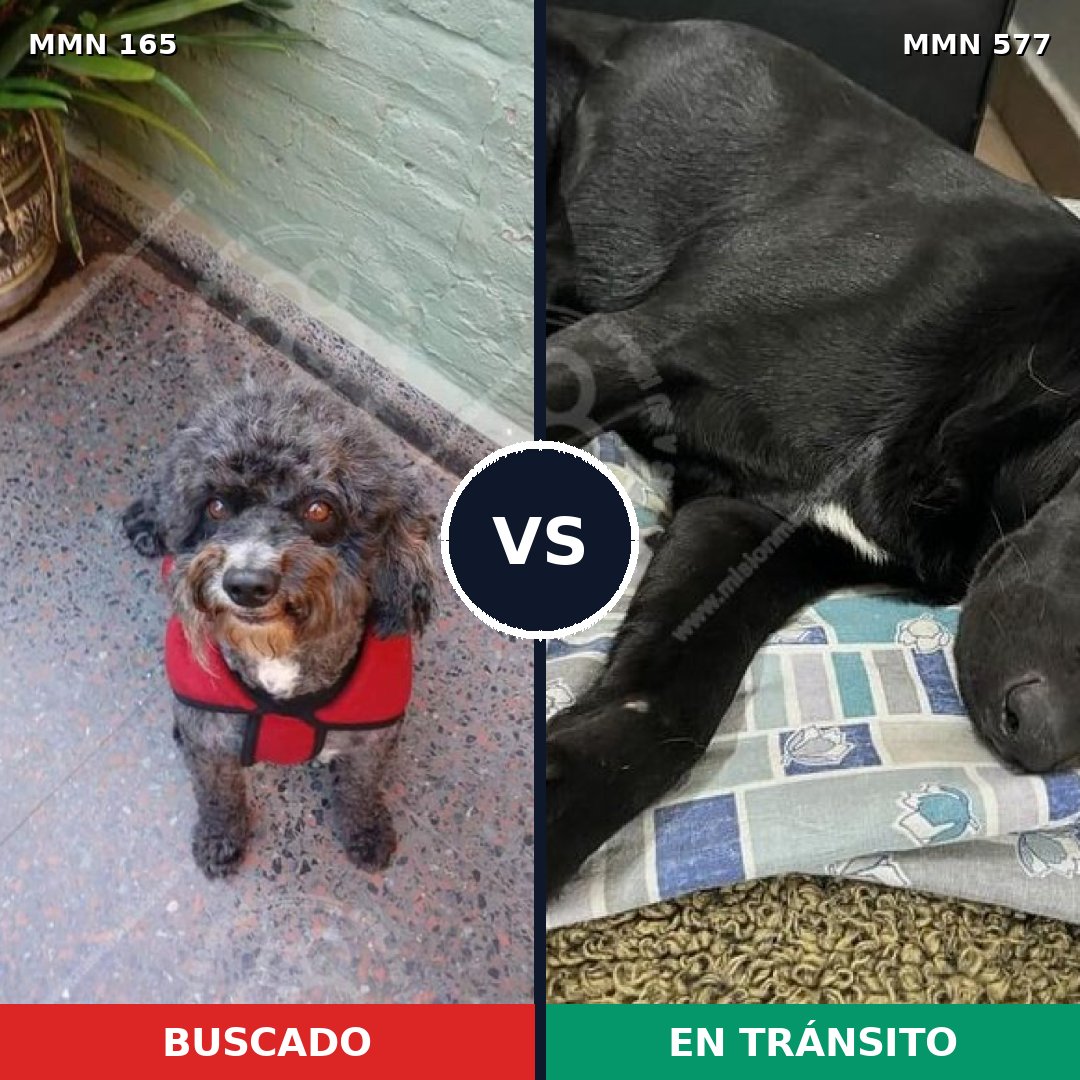 Comparativa MMS 4035: mascota perdida y mascota encontrada, 24% de similitud