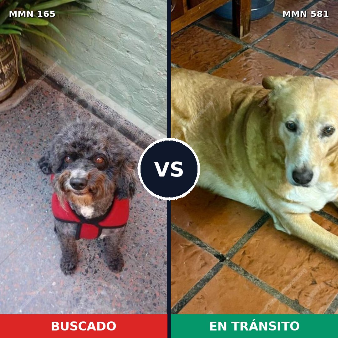 Comparativa MMS 4036: mascota perdida y mascota encontrada, 31% de similitud