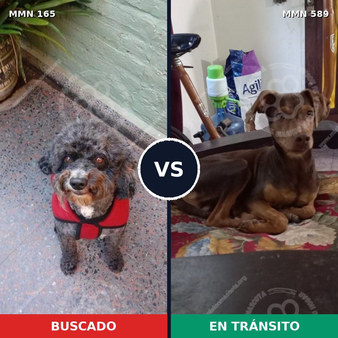 Comparativa MMS 4037: mascota perdida y mascota encontrada, 13% de similitud
