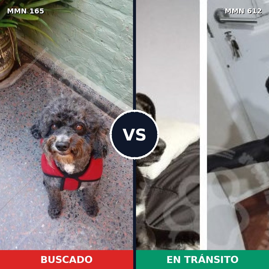 Comparativa MMS 4039: mascota perdida y mascota encontrada, 24% de similitud