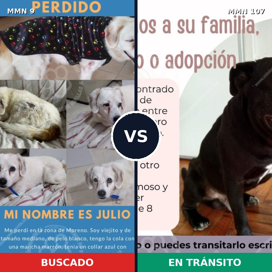 Comparativa MMS 404: mascota perdida y mascota encontrada, 74% de similitud