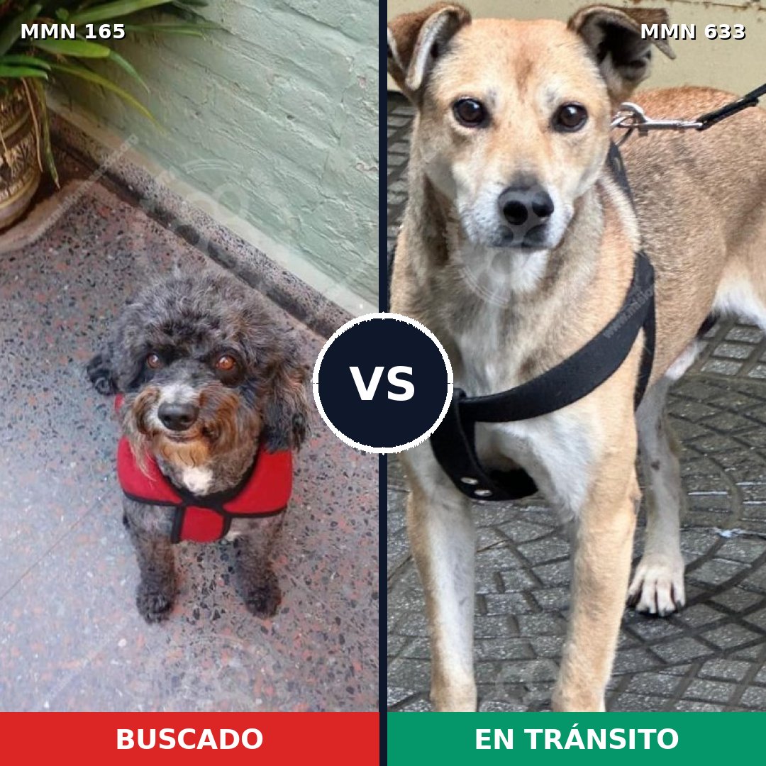 Comparativa MMS 4040: mascota perdida y mascota encontrada, 32% de similitud