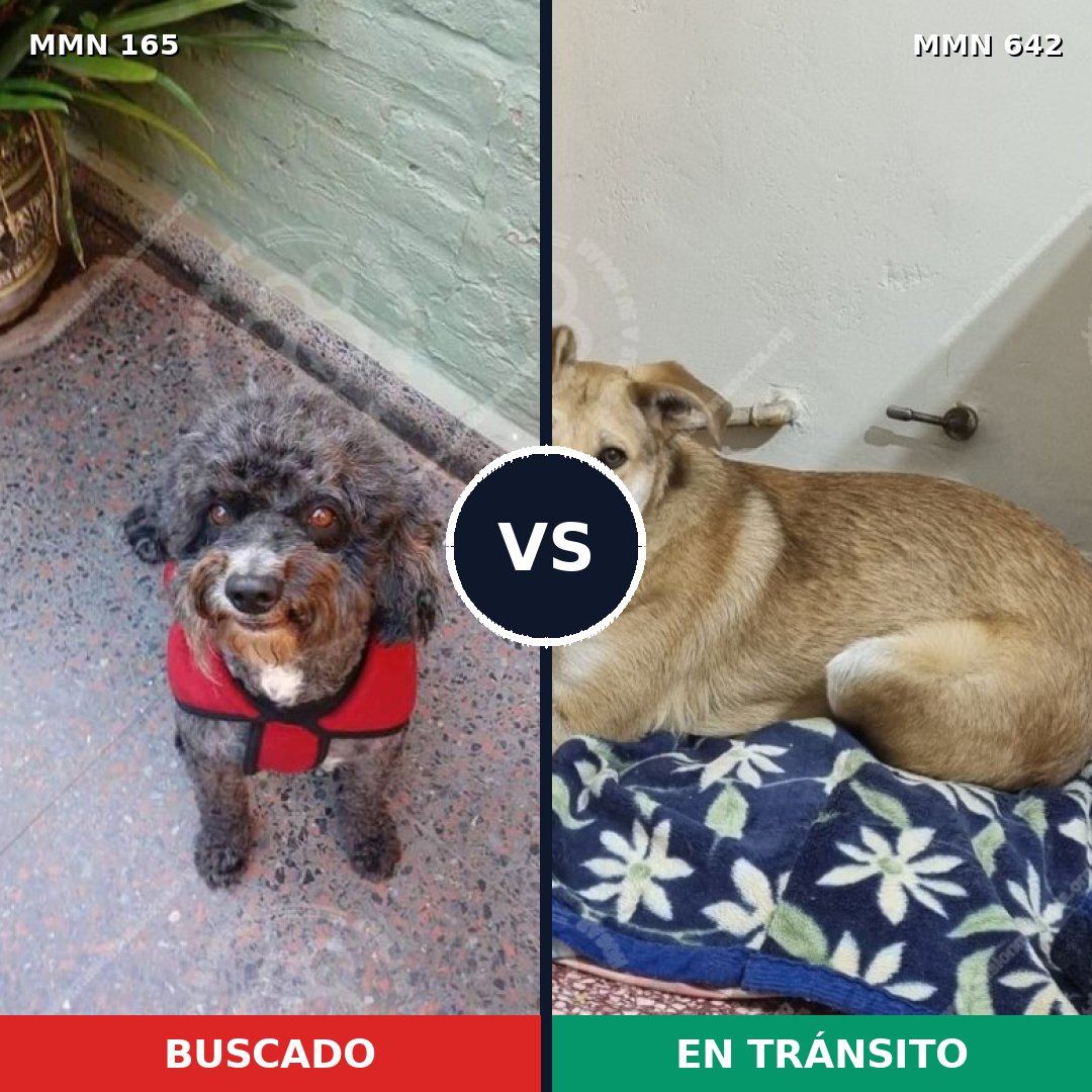 Comparativa MMS 4041: mascota perdida y mascota encontrada, 15% de similitud