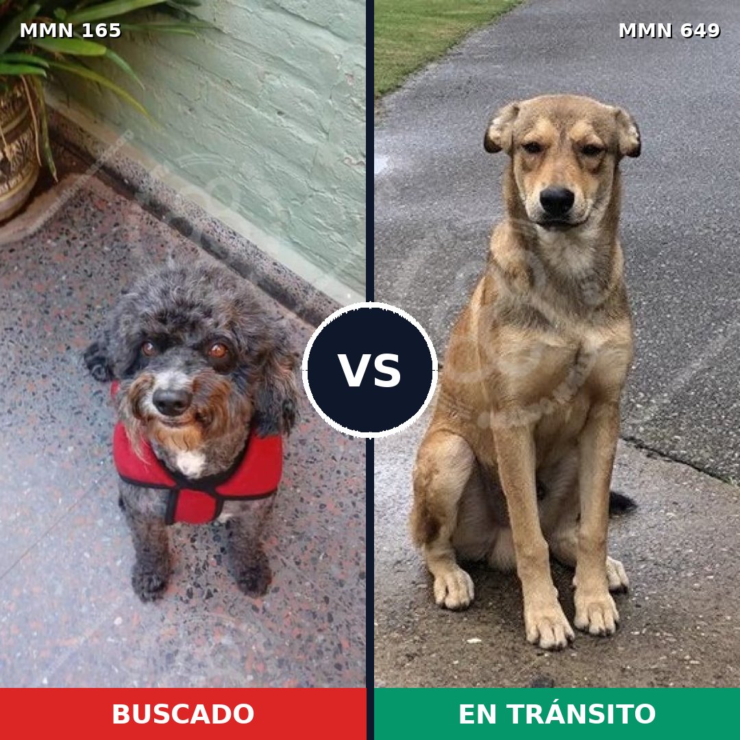 Comparativa MMS 4042: mascota perdida y mascota encontrada, 16% de similitud