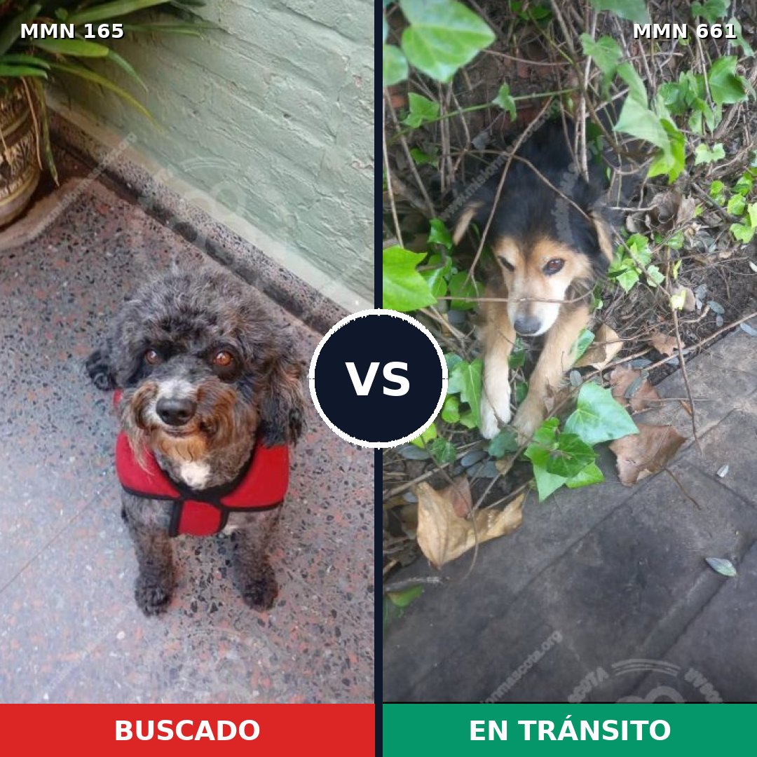 Comparativa MMS 4043: mascota perdida y mascota encontrada, 8% de similitud