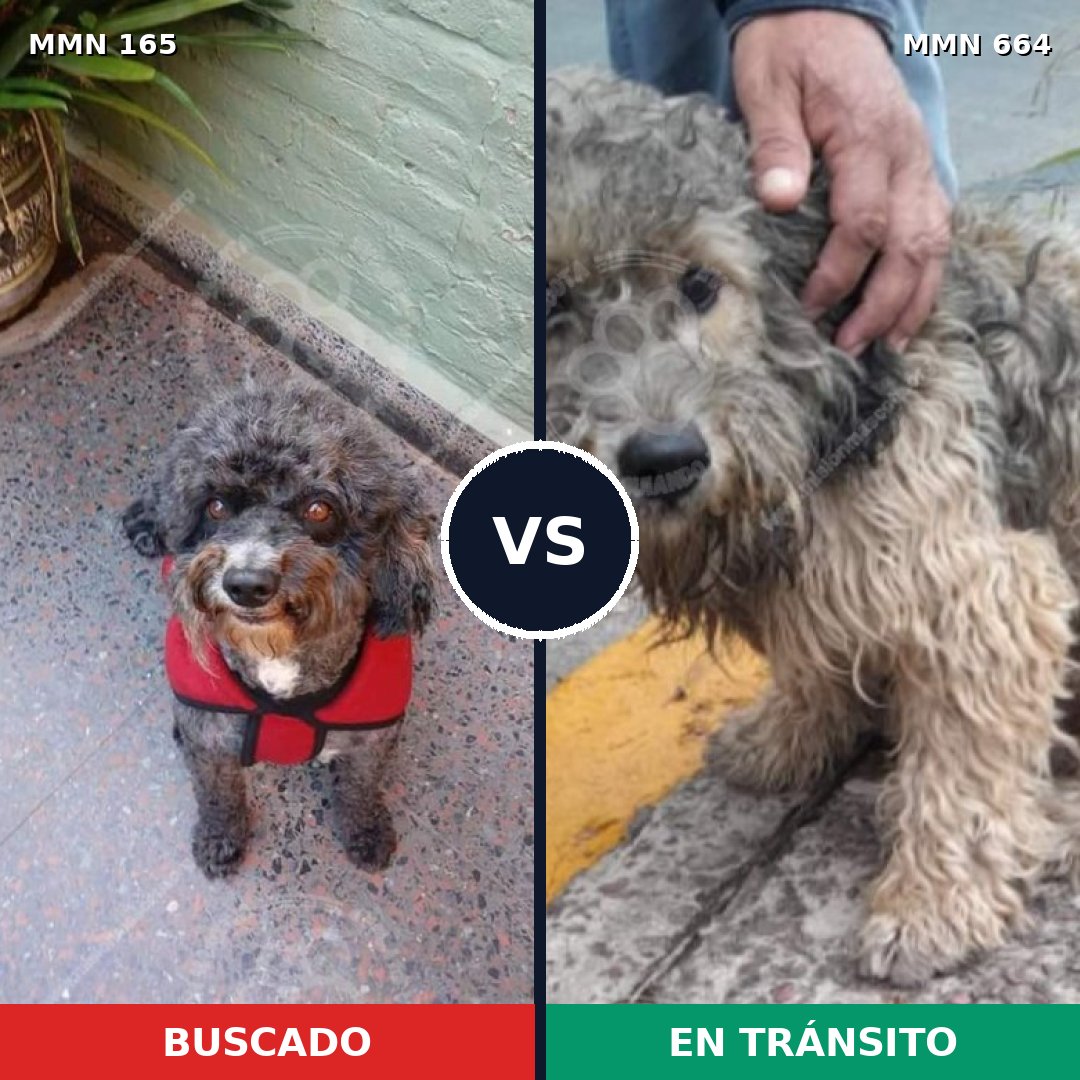 Comparativa MMS 4044: mascota perdida y mascota encontrada, 43% de similitud