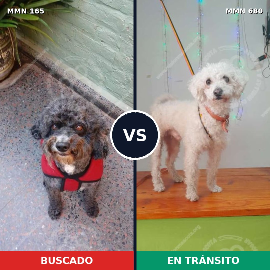 Comparativa MMS 4047: mascota perdida y mascota encontrada, 45% de similitud