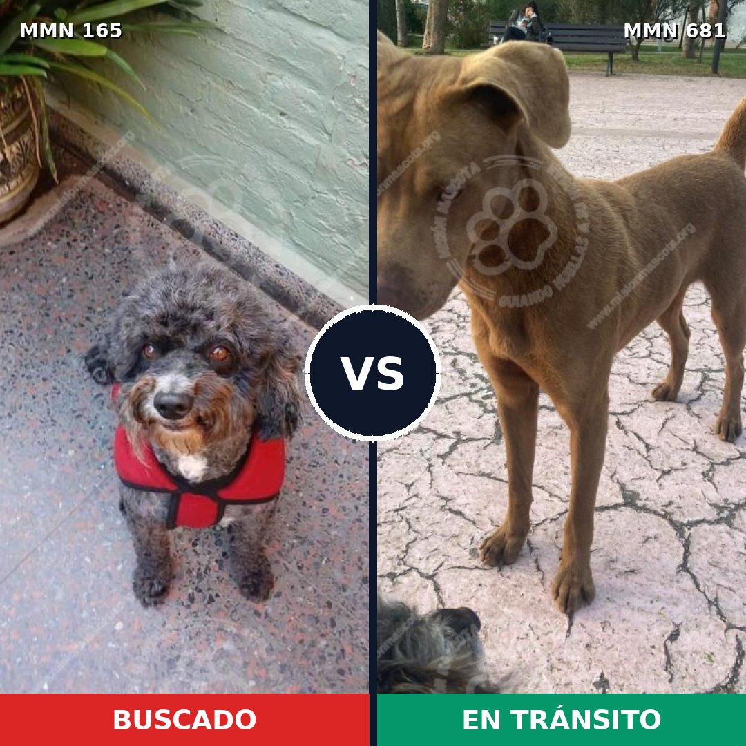 Comparativa MMS 4048: mascota perdida y mascota encontrada, 17% de similitud
