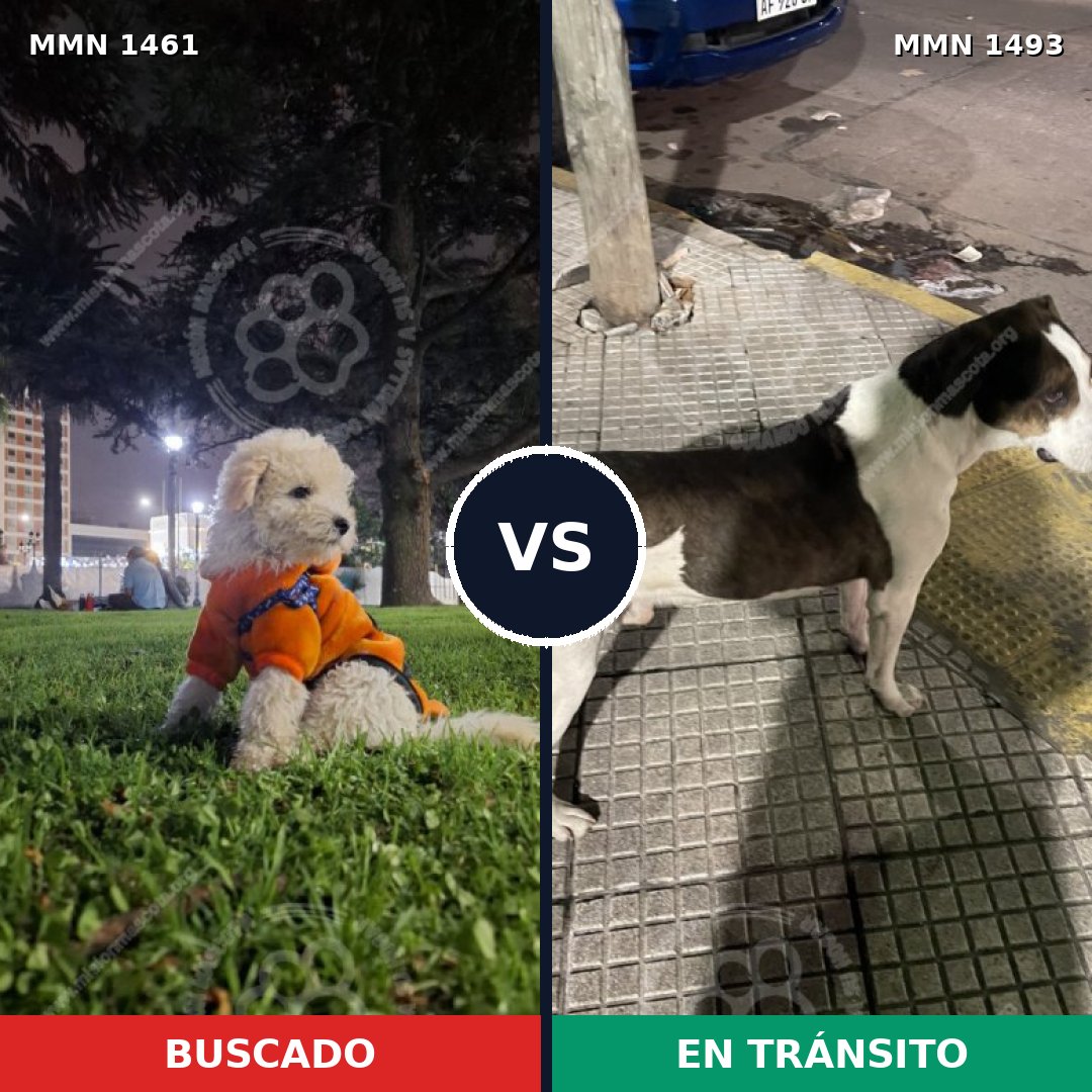 Comparativa MMS 40493: mascota perdida y mascota encontrada, 32% de similitud