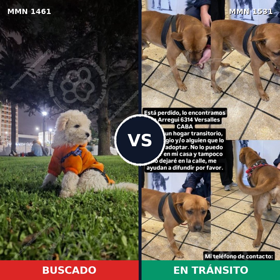 Comparativa MMS 40495: mascota perdida y mascota encontrada, 36% de similitud