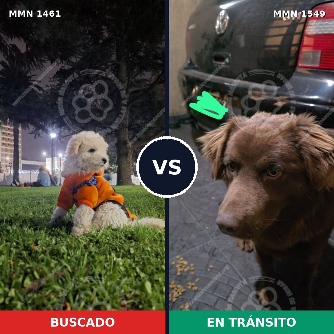 Comparativa MMS 40496: mascota perdida y mascota encontrada, 28% de similitud