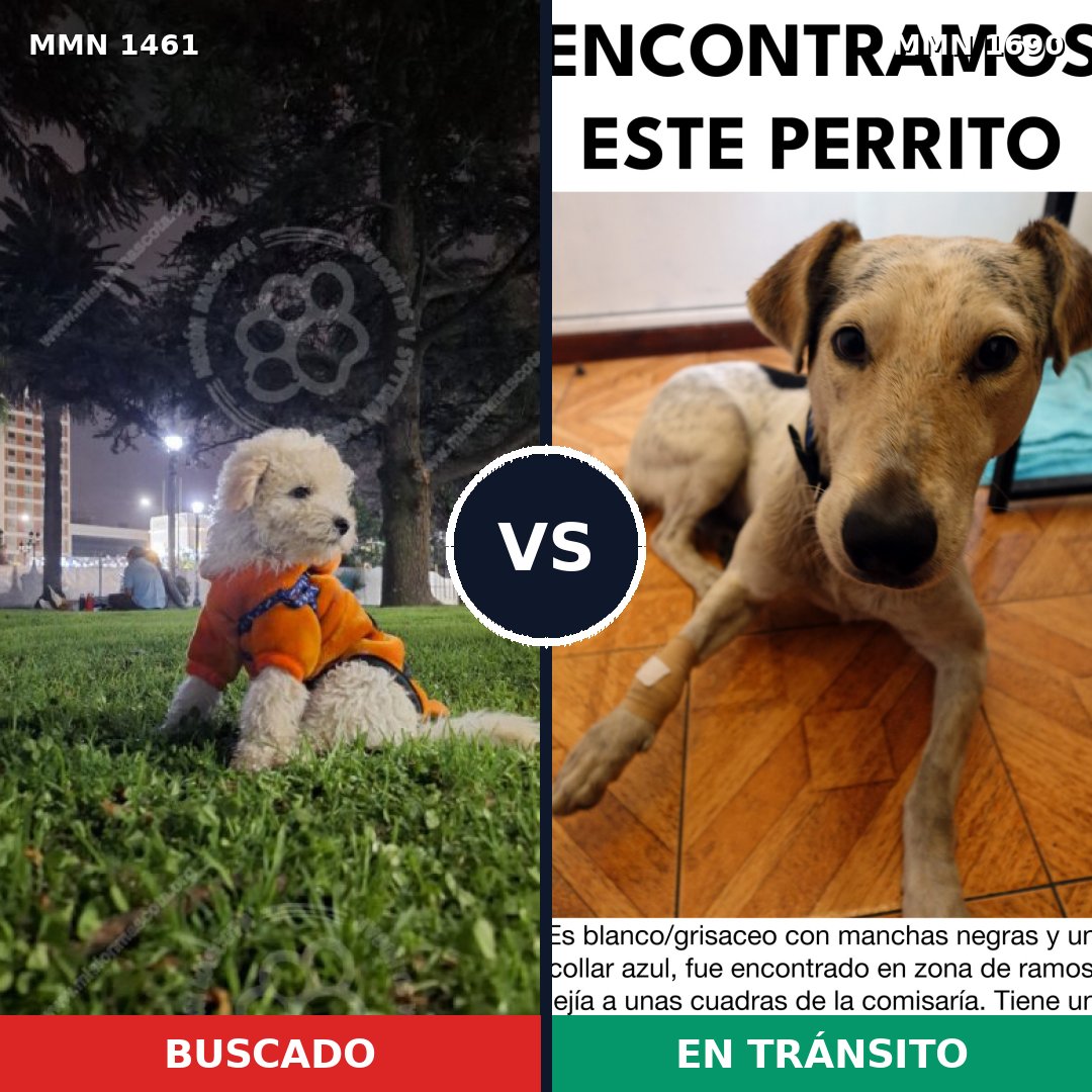 Comparativa MMS 40497: mascota perdida y mascota encontrada, 25% de similitud