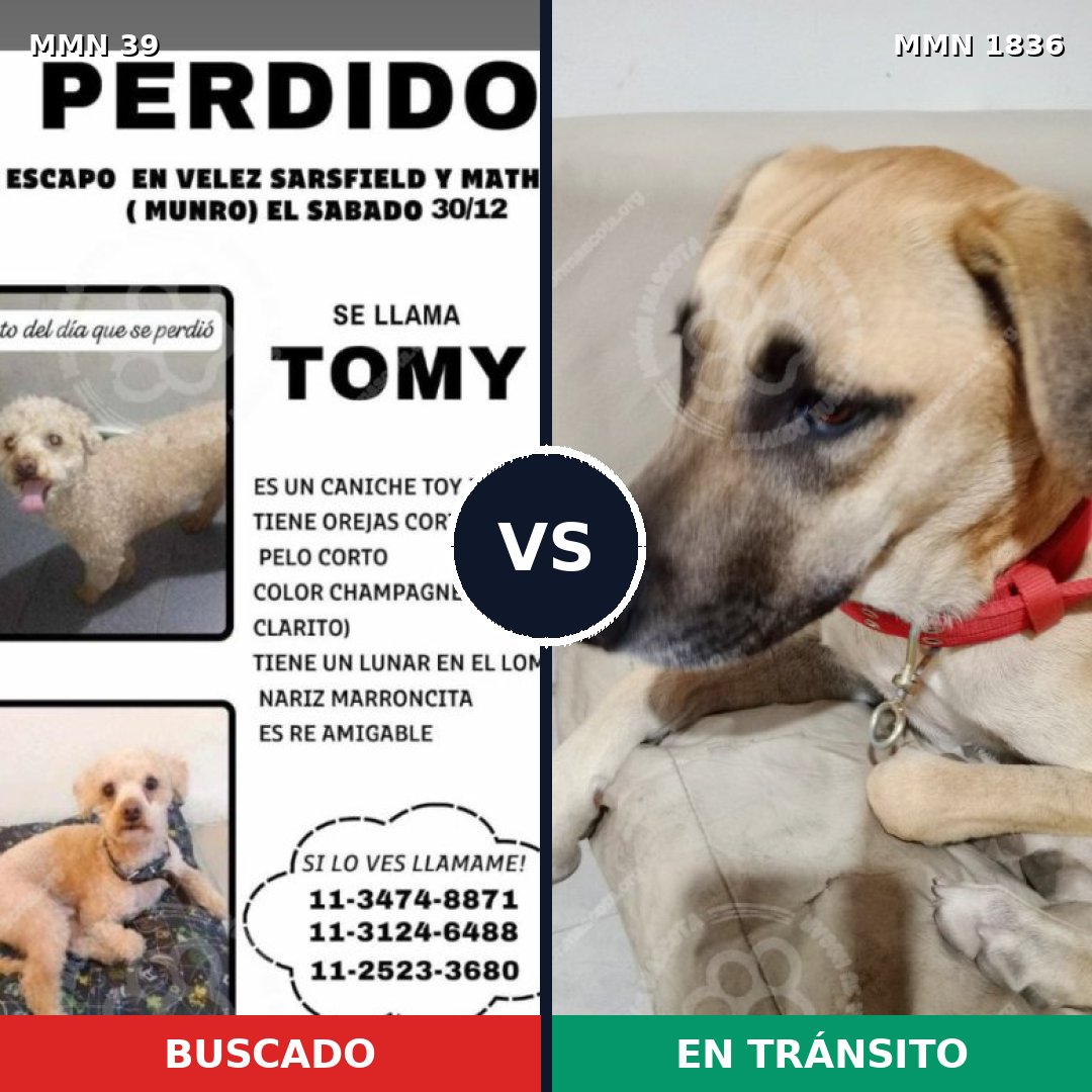 Comparativa MMS 40498: mascota perdida y mascota encontrada, 24% de similitud