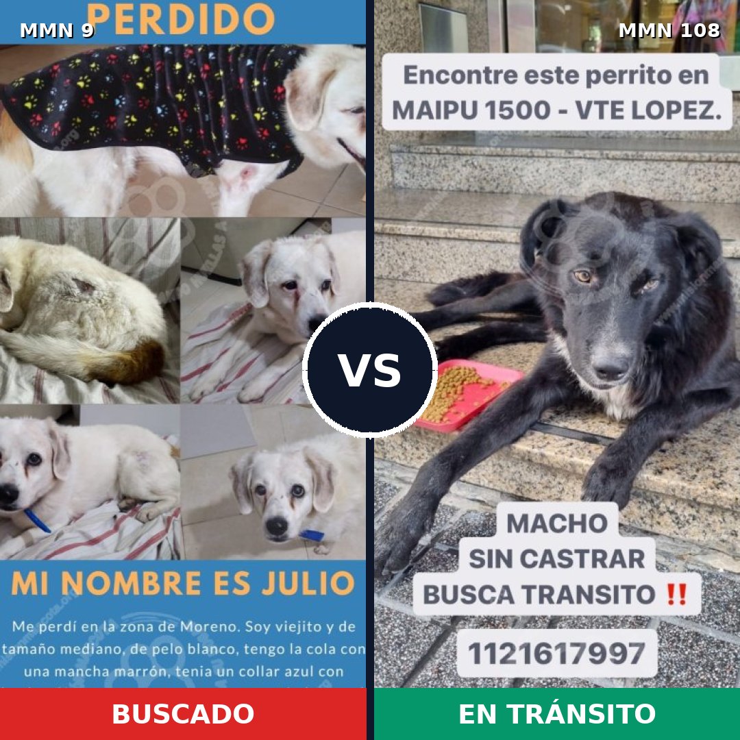 Comparativa MMS 405: mascota perdida y mascota encontrada, 75% de similitud