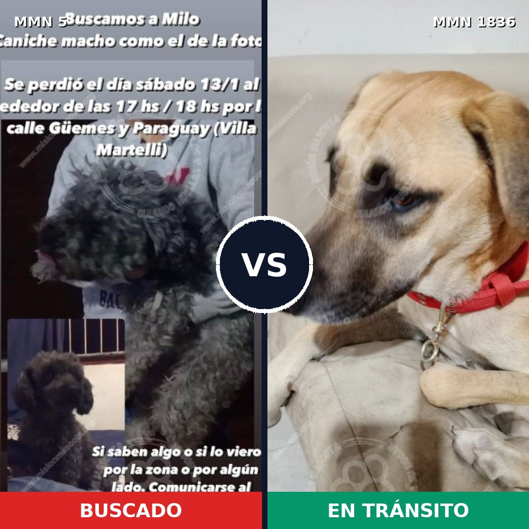 Comparativa MMS 40501: mascota perdida y mascota encontrada, 30% de similitud