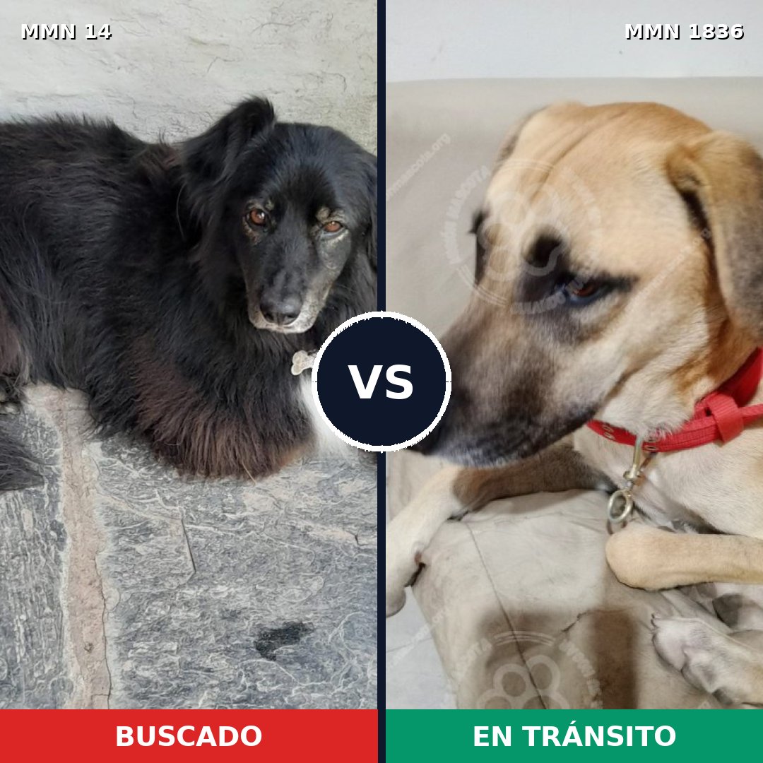 Comparativa MMS 40505: mascota perdida y mascota encontrada, 61% de similitud