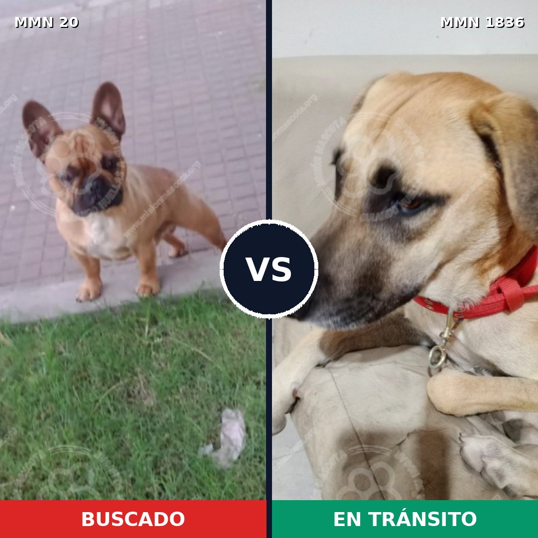 Comparativa MMS 40506: mascota perdida y mascota encontrada, 36% de similitud