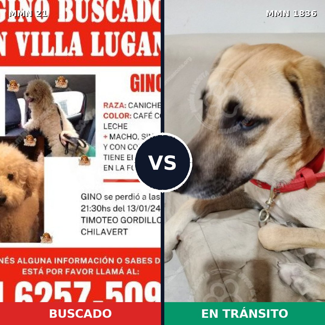 Comparativa MMS 40507: mascota perdida y mascota encontrada, 34% de similitud