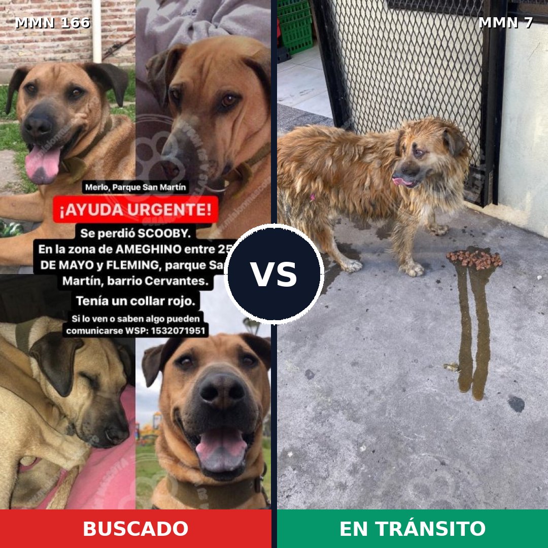Comparativa MMS 4051: mascota perdida y mascota encontrada, 61% de similitud