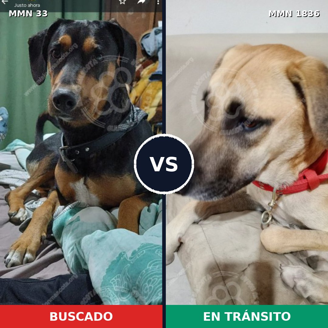 Comparativa MMS 40510: mascota perdida y mascota encontrada, 53% de similitud