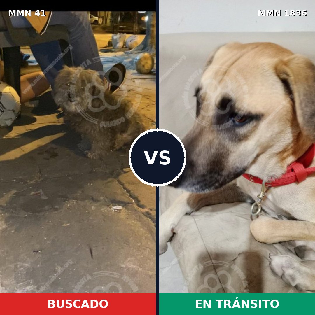 Comparativa MMS 40511: mascota perdida y mascota encontrada, 55% de similitud