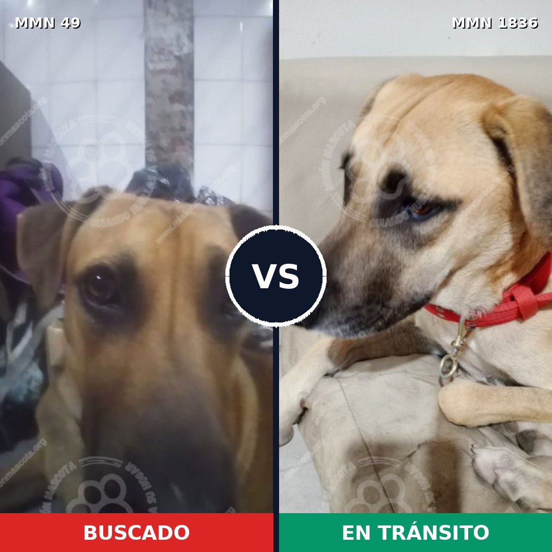 Comparativa MMS 40512: mascota perdida y mascota encontrada, 49% de similitud