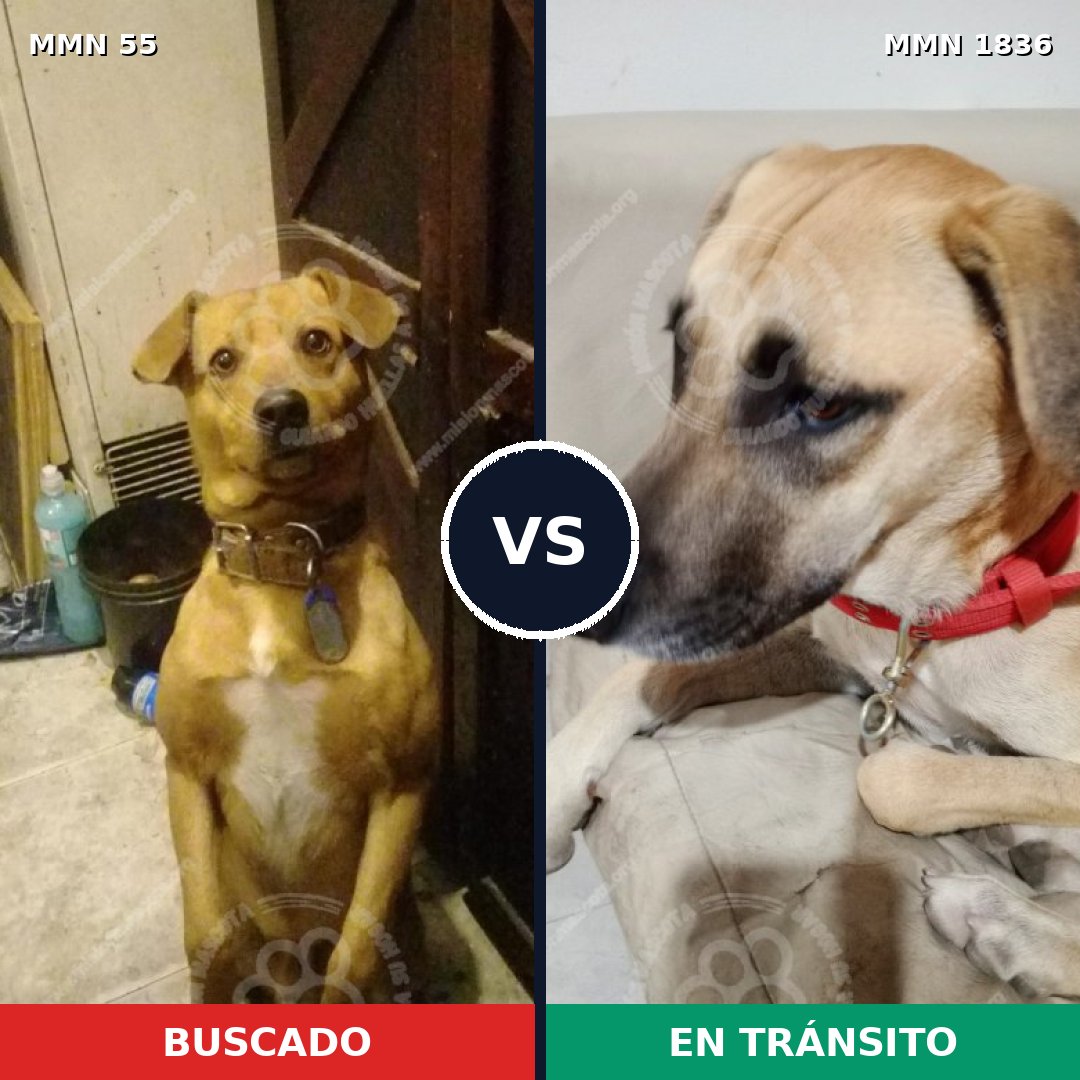 Comparativa MMS 40513: mascota perdida y mascota encontrada, 72% de similitud