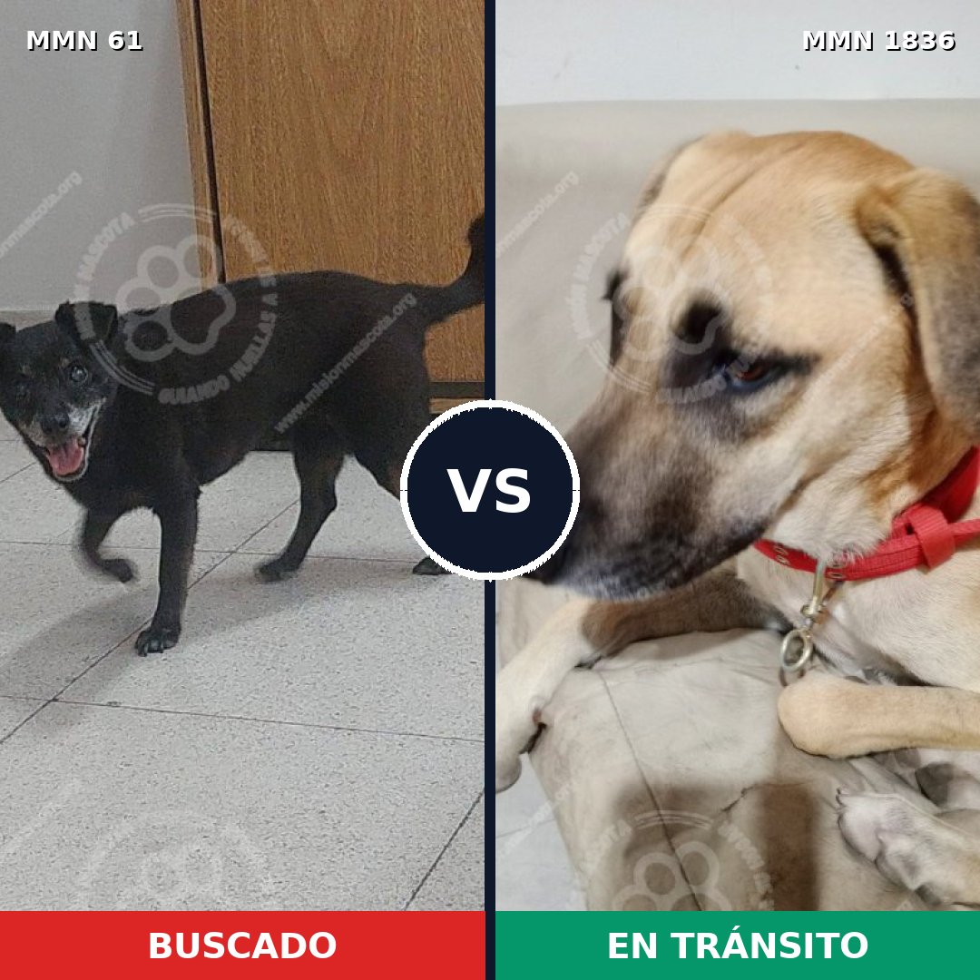 Comparativa MMS 40514: mascota perdida y mascota encontrada, 60% de similitud