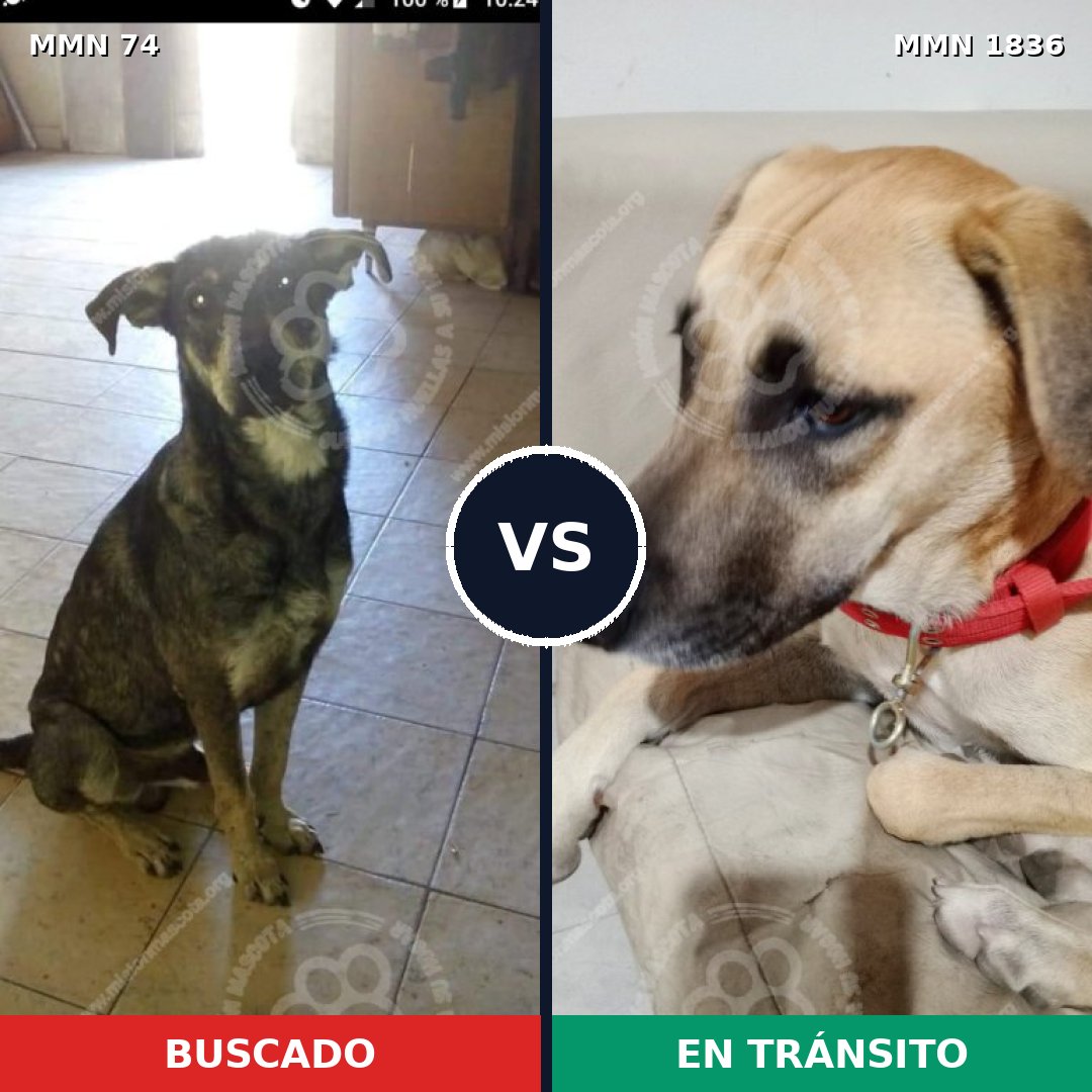 Comparativa MMS 40515: mascota perdida y mascota encontrada, 51% de similitud