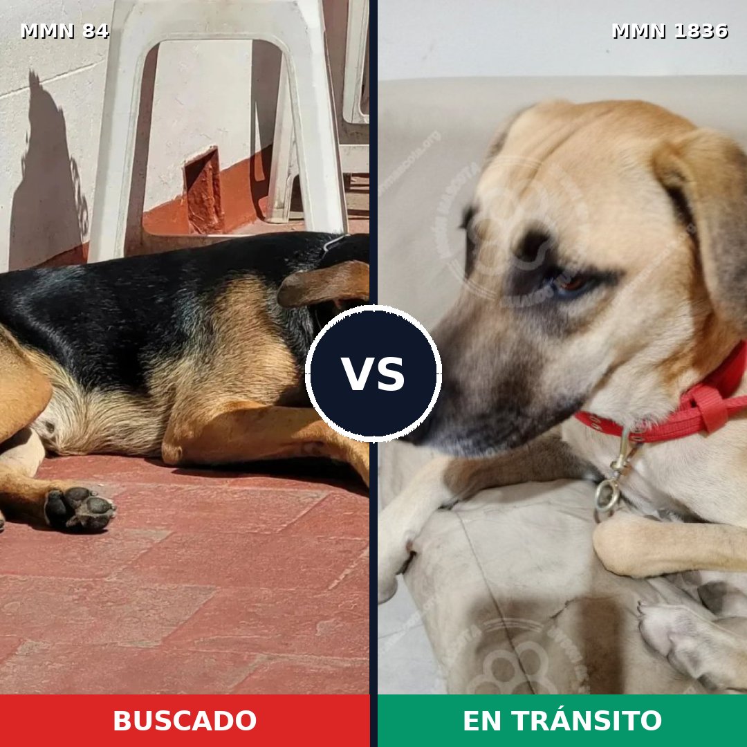 Comparativa MMS 40516: mascota perdida y mascota encontrada, 54% de similitud