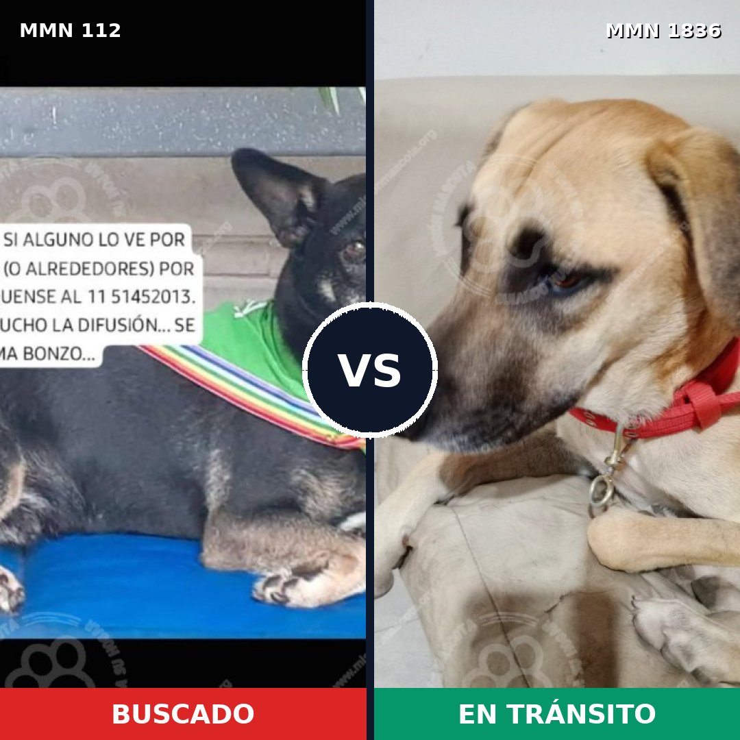 Comparativa MMS 40517: mascota perdida y mascota encontrada, 66% de similitud