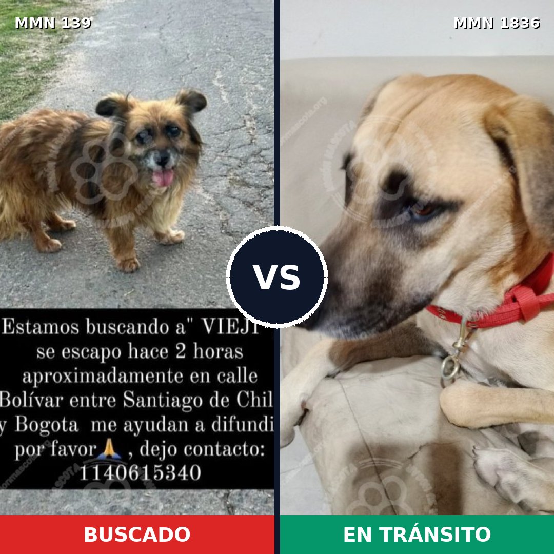Comparativa MMS 40518: mascota perdida y mascota encontrada, 59% de similitud