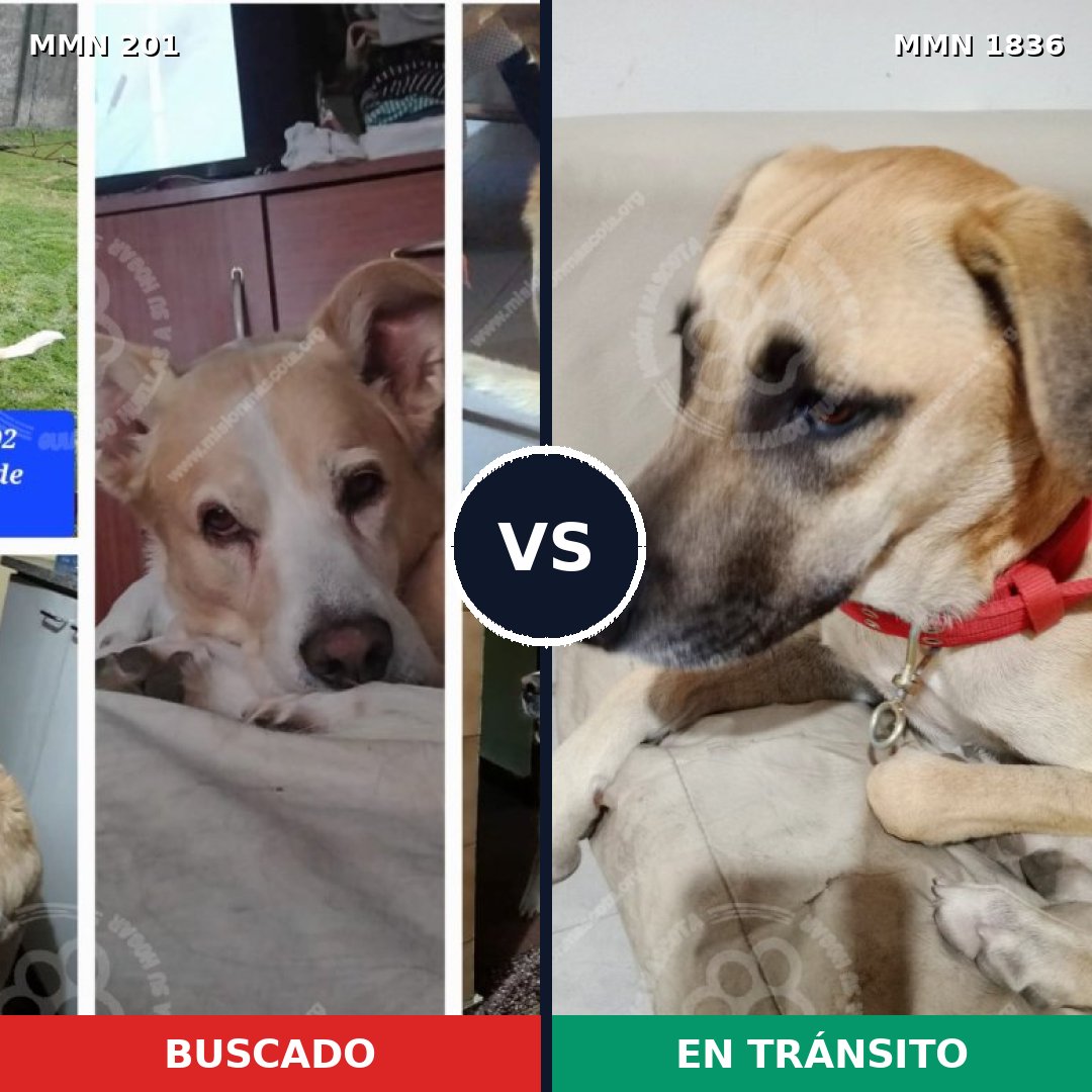 Comparativa MMS 40519: mascota perdida y mascota encontrada, 60% de similitud