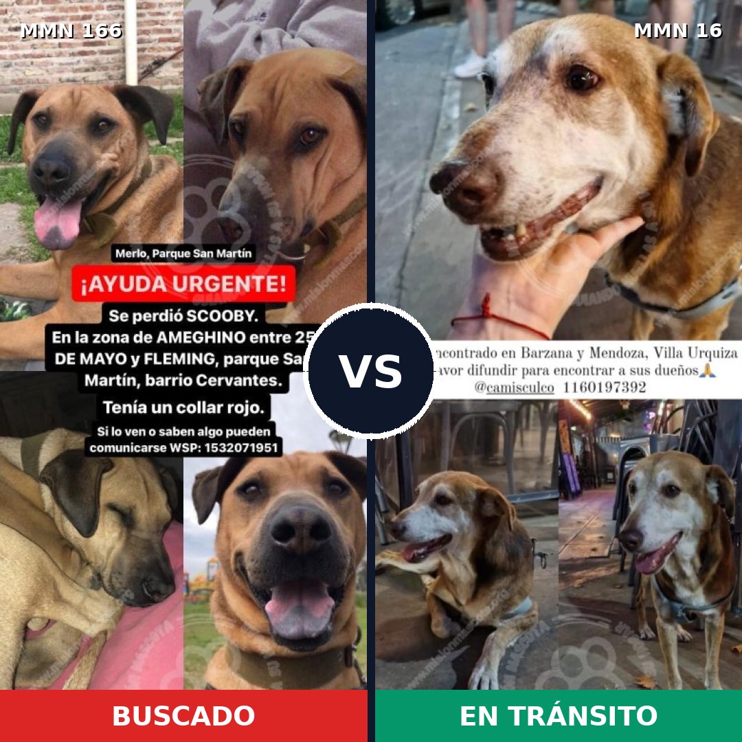 Comparativa MMS 4052: mascota perdida y mascota encontrada, 22% de similitud