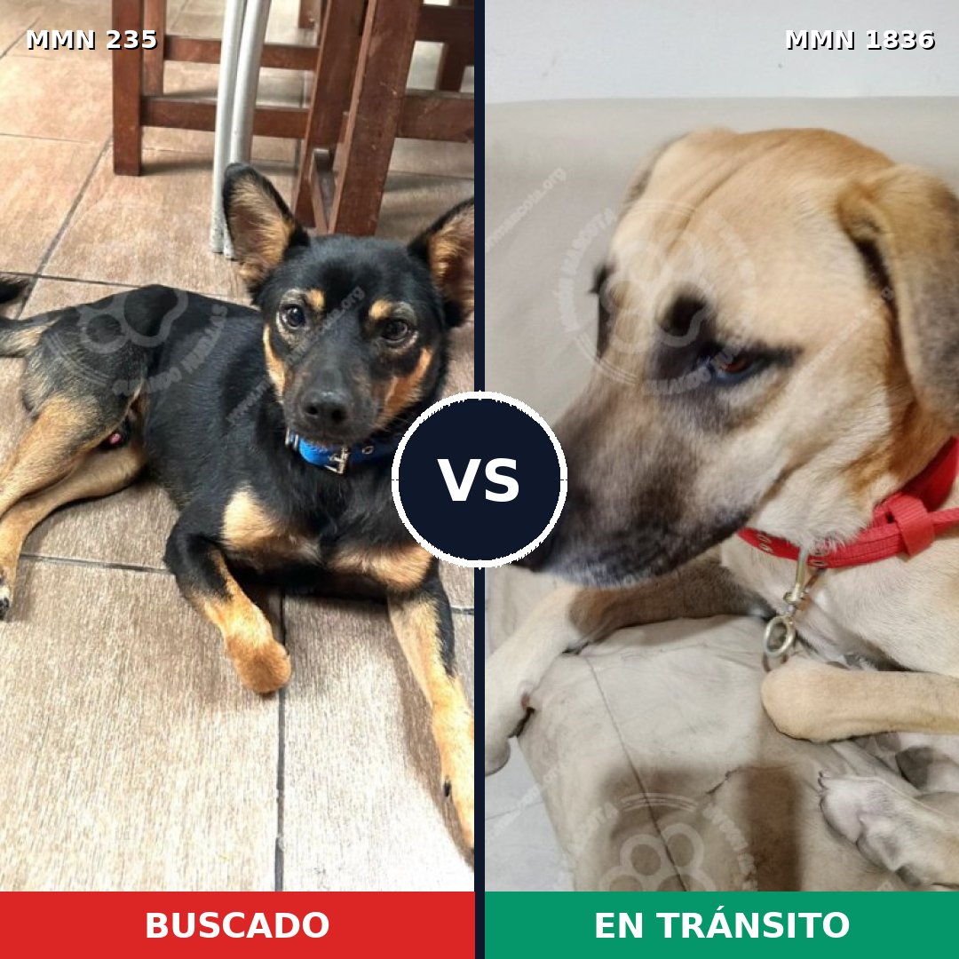 Comparativa MMS 40520: mascota perdida y mascota encontrada, 50% de similitud