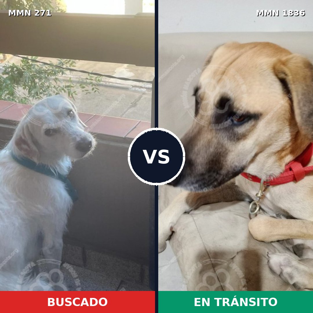 Comparativa MMS 40521: mascota perdida y mascota encontrada, 66% de similitud