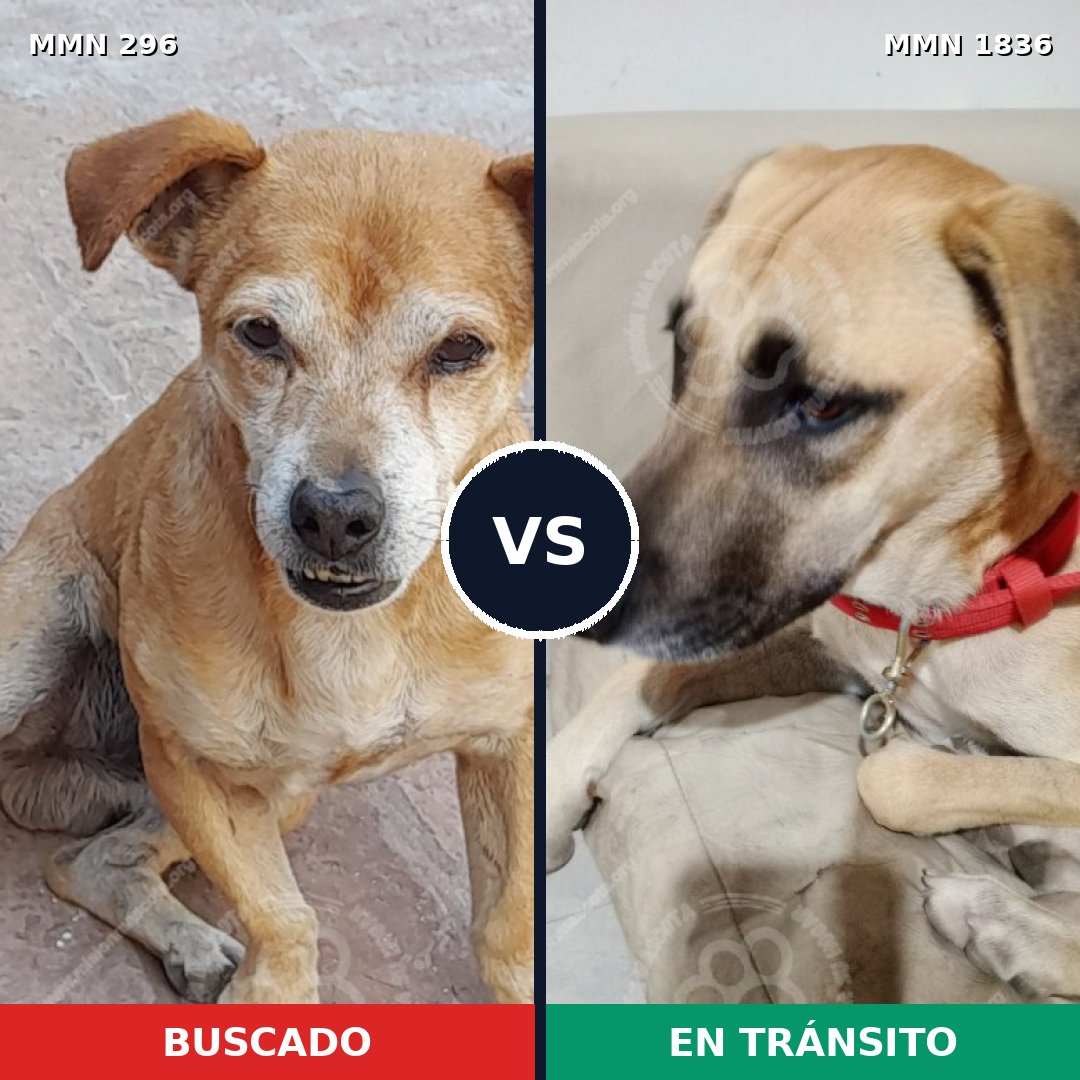 Comparativa MMS 40522: mascota perdida y mascota encontrada, 72% de similitud
