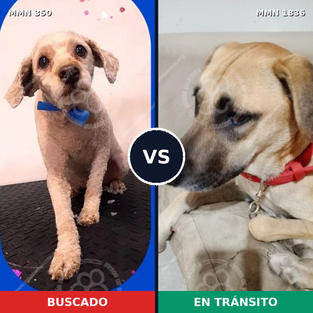 Comparativa MMS 40523: mascota perdida y mascota encontrada, 42% de similitud
