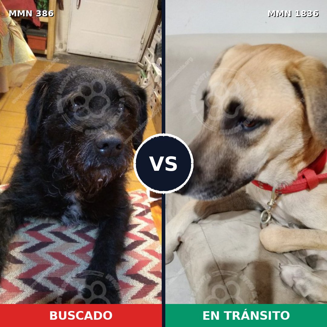 Comparativa MMS 40524: mascota perdida y mascota encontrada, 69% de similitud
