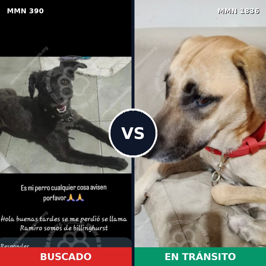 Comparativa MMS 40525: mascota perdida y mascota encontrada, 43% de similitud