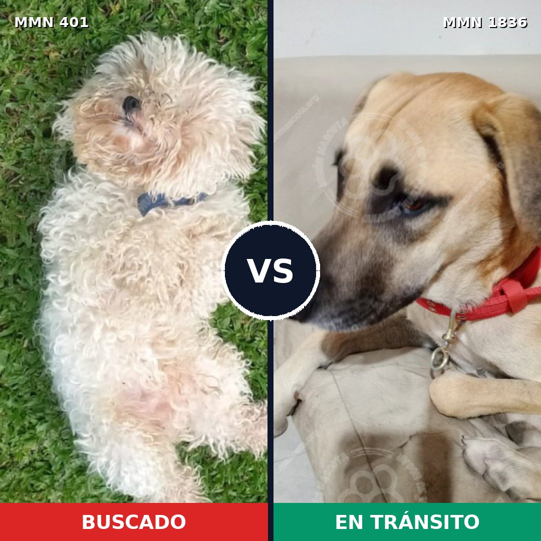 Comparativa MMS 40526: mascota perdida y mascota encontrada, 27% de similitud