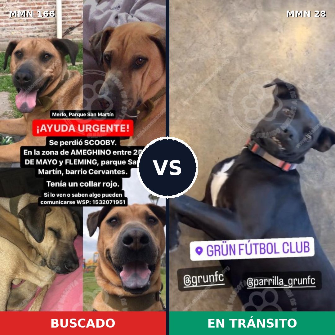 Comparativa MMS 4053: mascota perdida y mascota encontrada, 11% de similitud