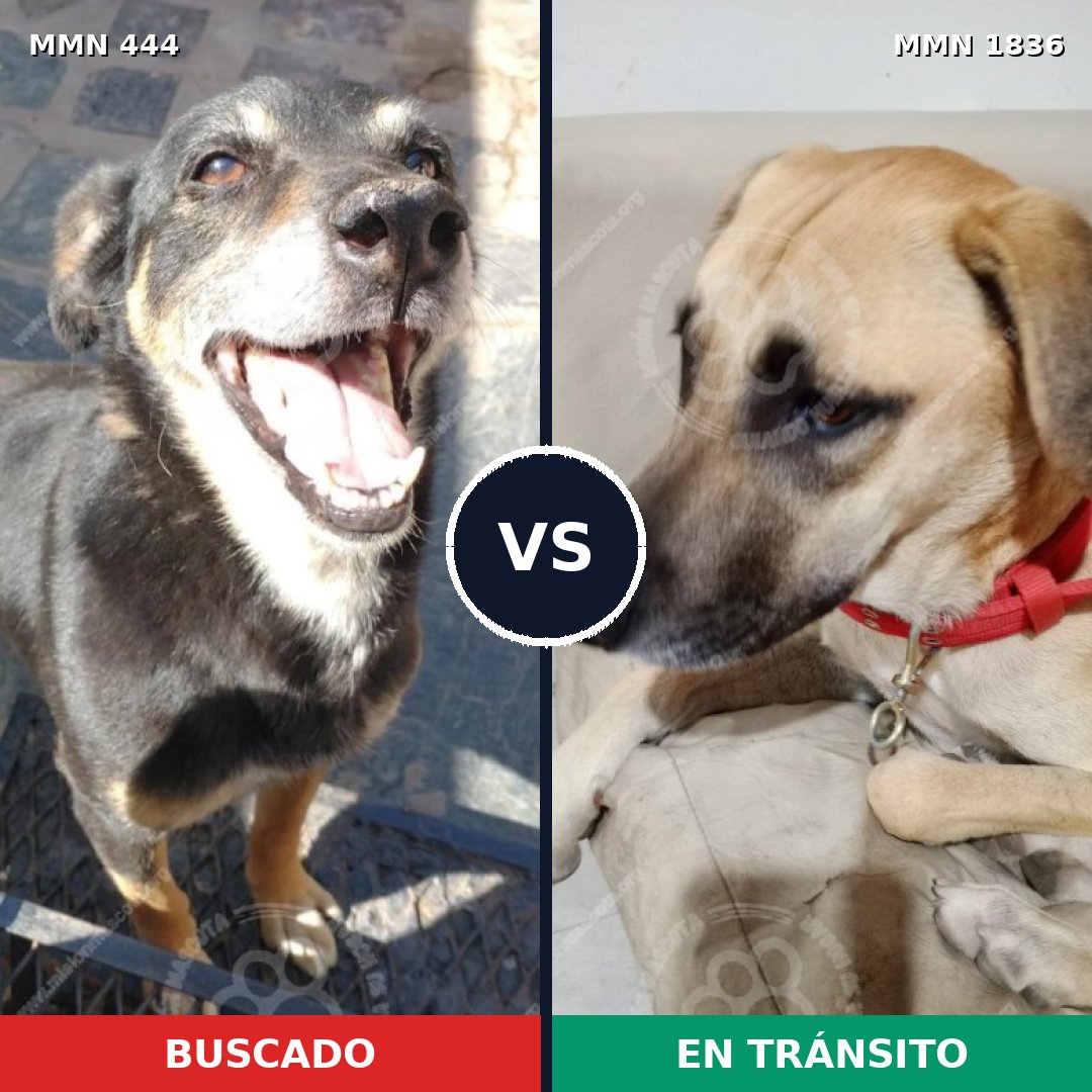 Comparativa MMS 40530: mascota perdida y mascota encontrada, 60% de similitud