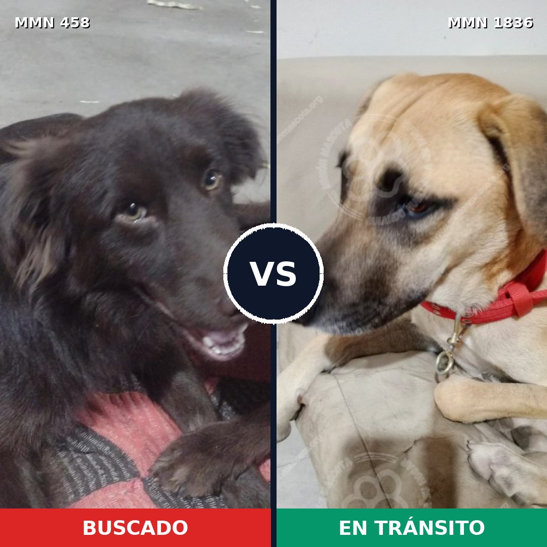 Comparativa MMS 40531: mascota perdida y mascota encontrada, 67% de similitud