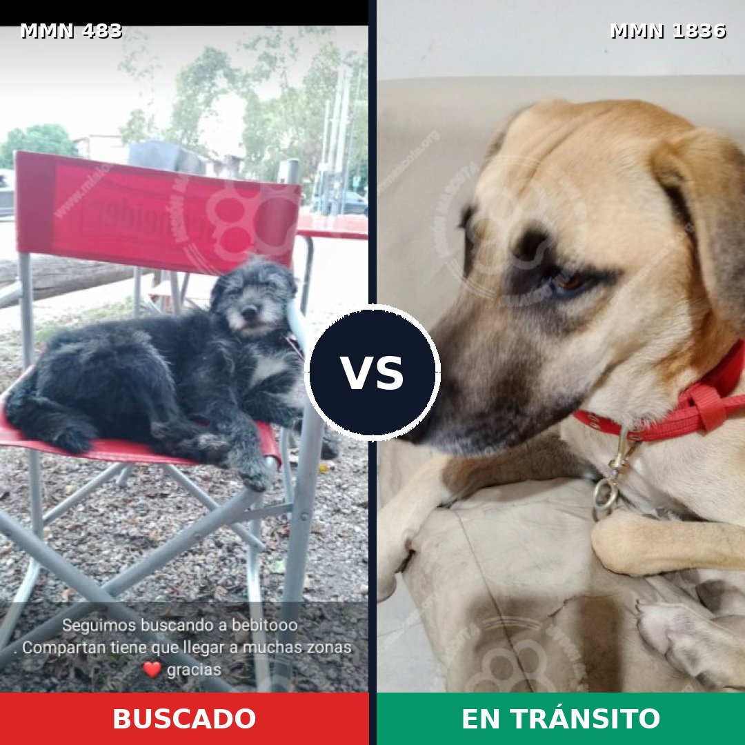 Comparativa MMS 40535: mascota perdida y mascota encontrada, 68% de similitud