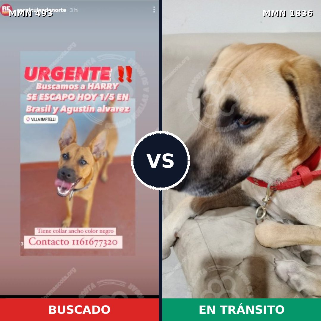 Comparativa MMS 40536: mascota perdida y mascota encontrada, 75% de similitud