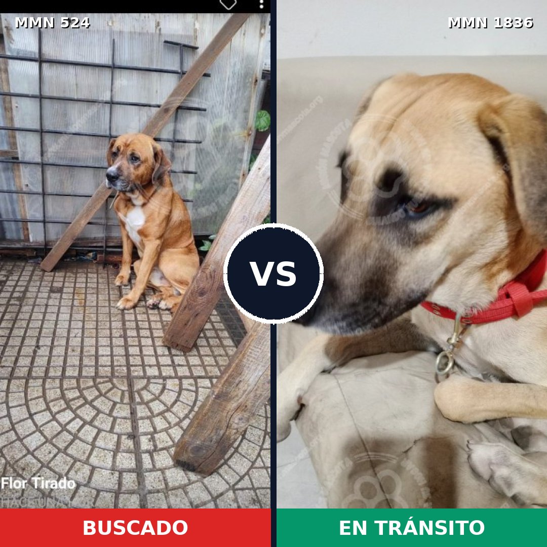 Comparativa MMS 40537: mascota perdida y mascota encontrada, 57% de similitud