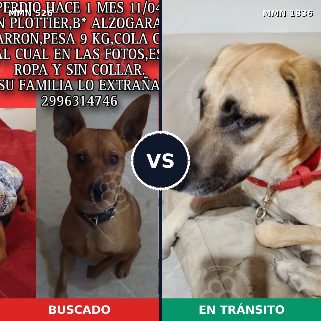 Comparativa MMS 40538: mascota perdida y mascota encontrada, 21% de similitud