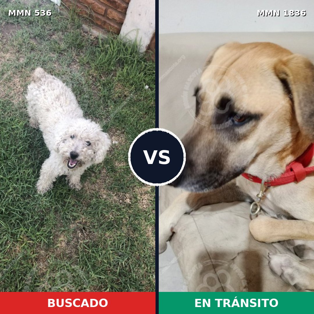 Comparativa MMS 40539: mascota perdida y mascota encontrada, 33% de similitud