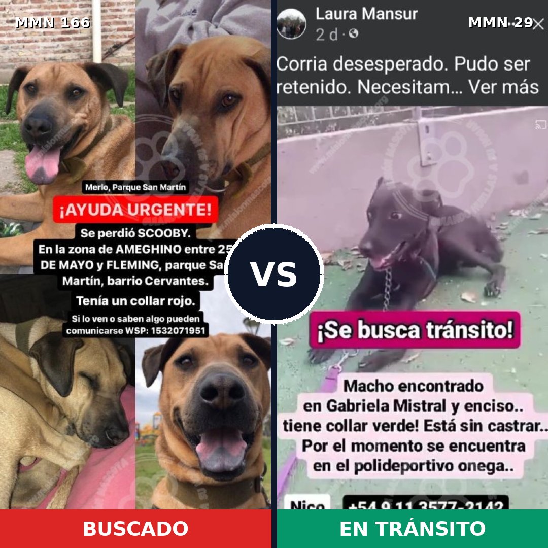 Comparativa MMS 4054: mascota perdida y mascota encontrada, 51% de similitud